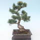Pinus parviflora - Small-flowered Pine VB2020-125 - 2/3