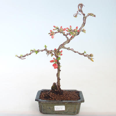 Outdoor bonsai - Chaenomeles spec. Rubra - Quince VB2020-142 - 2
