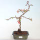 Outdoor bonsai - Chaenomeles spec. Rubra - Quince VB2020-142 - 2/3