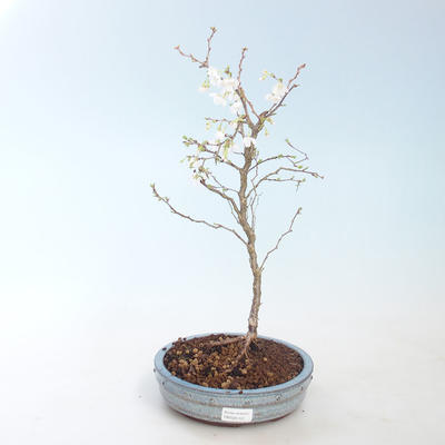 Outdoor bonsai - Prunus in Kojonno mai-Slivio - Plum VB2020-157 - 2