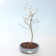 Outdoor bonsai - Prunus in Kojonno mai-Slivio - Plum VB2020-157 - 2/2