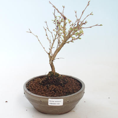 Outdoor bonsai - Prunus in Kojonno mai-Slivio - Plum VB2020-159 - 2
