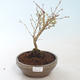 Outdoor bonsai - Prunus in Kojonno mai-Slivio - Plum VB2020-159 - 2/2