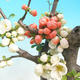 Outdoor bonsai - Chaenomeles - Two-color quince - 2/2