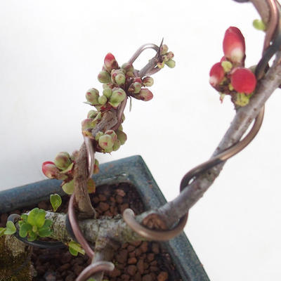 Outdoor bonsai - Chaenomeles spec. Rubra - Quince VB2020-144 - 2