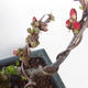 Outdoor bonsai - Chaenomeles spec. Rubra - Quince VB2020-144 - 2/3