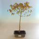 Acer palmatum Aureum - Japanese maple VB2020-469 - 2/4