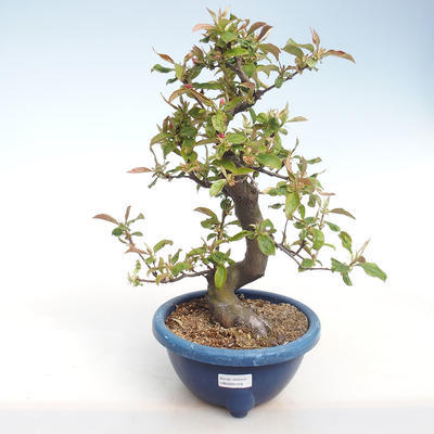 Indoor bonsai - Pseudocydonia sinensis - Chinese quince VB2020-416 - 2