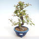 Indoor bonsai - Pseudocydonia sinensis - Chinese quince VB2020-416 - 2/2