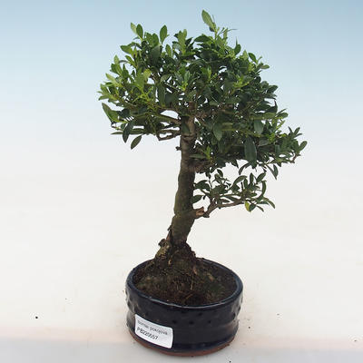 Indoor bonsai - Ilex crenata - Holly PB220557 - 2