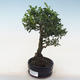Indoor bonsai - Ilex crenata - Holly PB220557 - 2/2