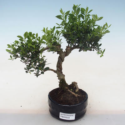 Indoor bonsai - Ilex crenata - Holly PB220559 - 2