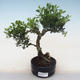 Indoor bonsai - Ilex crenata - Holly PB220559 - 2/2