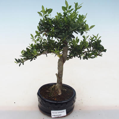 Indoor bonsai - Ilex crenata - Holly PB220560 - 2