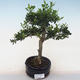 Indoor bonsai - Ilex crenata - Holly PB220560 - 2/2