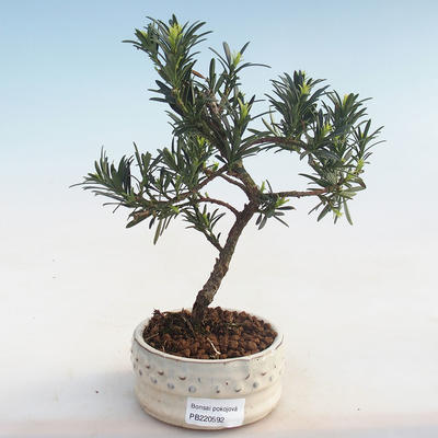 Indoor bonsai - Podocarpus - Stone yew PB220592 - 2