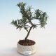 Indoor bonsai - Podocarpus - Stone yew PB220592 - 2/2
