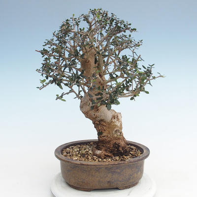 Indoor bonsai - Olea europaea sylvestris -Oliva European small leaf PB220625 - 2