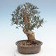 Indoor bonsai - Olea europaea sylvestris -Oliva European small leaf PB220625 - 2/5