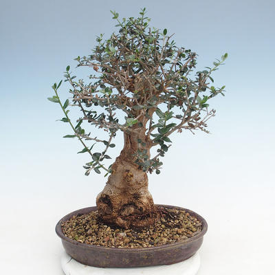 Indoor bonsai - Olea europaea sylvestris -Oliva European small leaf PB220627 - 2