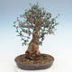 Indoor bonsai - Olea europaea sylvestris -Oliva European small leaf PB220627 - 2/5