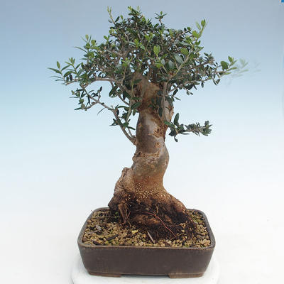 Indoor bonsai - Olea europaea sylvestris -Oliva European small leaf PB220628 - 2