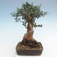 Indoor bonsai - Olea europaea sylvestris -Oliva European small leaf PB220628 - 2/5