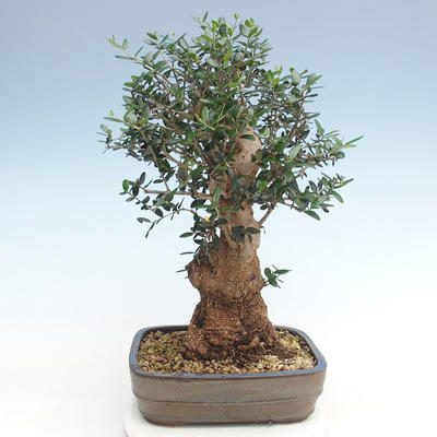 Indoor bonsai - Olea europaea sylvestris -Oliva European small leaf PB220629 - 2