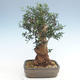 Indoor bonsai - Olea europaea sylvestris -Oliva European small leaf PB220629 - 2/5