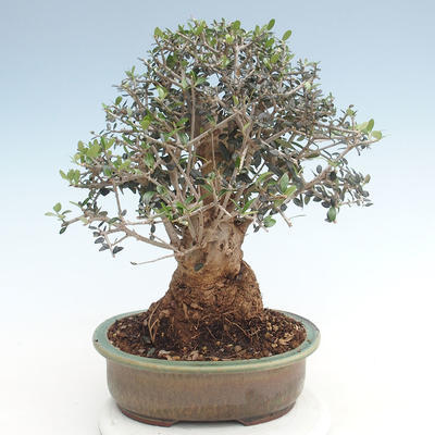 Indoor bonsai - Olea europaea sylvestris -Oliva European small leaf PB220631 - 2