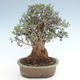 Indoor bonsai - Olea europaea sylvestris -Oliva European small leaf PB220631 - 2/5