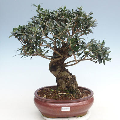Indoor bonsai - Olea europaea sylvestris -Oliva European small leaf PB220635 - 2