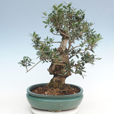 Indoor bonsai - Olea europaea sylvestris -Oliva European small leaf PB220636 - 2
