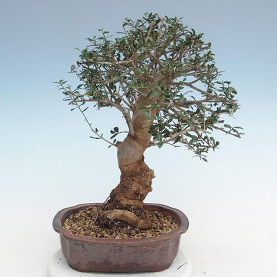 Indoor bonsai - Olea europaea sylvestris -Oliva European small leaf PB220637 - 2