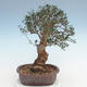 Indoor bonsai - Olea europaea sylvestris -Oliva European small leaf PB220637 - 2/5