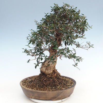 Indoor bonsai - Olea europaea sylvestris -Oliva European small leaf PB220639 - 2