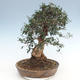 Indoor bonsai - Olea europaea sylvestris -Oliva European small leaf PB220639 - 2/5