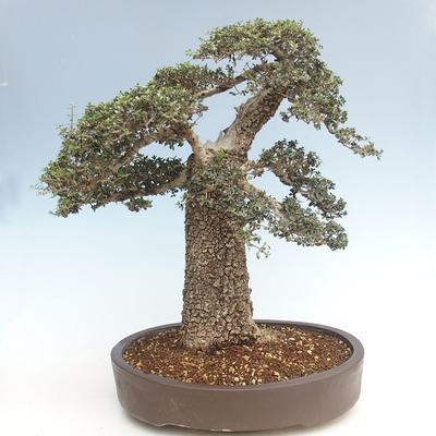 Indoor bonsai - Olea europaea sylvestris -Oliva European small leaf PB220640 - 2