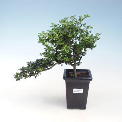 Indoor bonsai - Ilex crenata - Holly PB220662 - 2