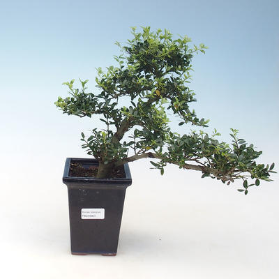 Indoor bonsai - Ilex crenata - Holly PB220663 - 2