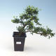 Indoor bonsai - Ilex crenata - Holly PB220663 - 2/3