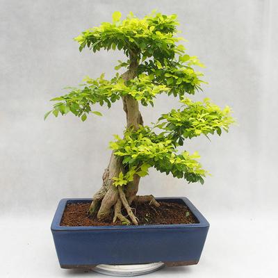 Indoor bonsai - Duranta erecta Aurea PB2191206 - 2