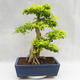 Indoor bonsai - Duranta erecta Aurea PB2191206 - 2/7