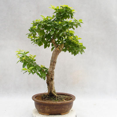 Indoor bonsai - Duranta erecta Aurea PB2191207 - 2