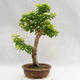 Indoor bonsai - Duranta erecta Aurea PB2191207 - 2/4
