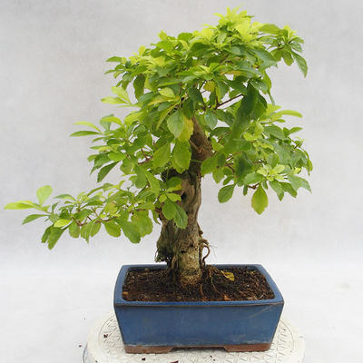 Indoor bonsai - Duranta erecta Aurea PB2191208 - 2