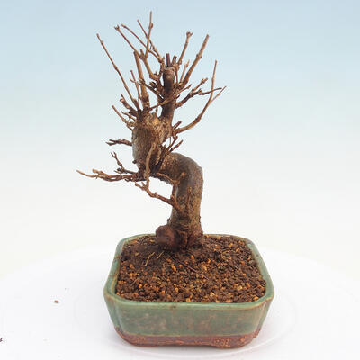 Outdoor bonsai - Buergerianum Maple - Burger Maple - 2