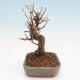 Outdoor bonsai - Buergerianum Maple - Burger Maple - 2/5