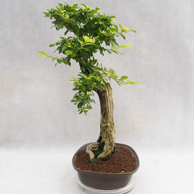 Indoor bonsai - Duranta erecta Aurea PB2191203 - 2