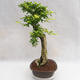 Indoor bonsai - Duranta erecta Aurea PB2191203 - 2/7